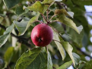 les appellations cidricoles