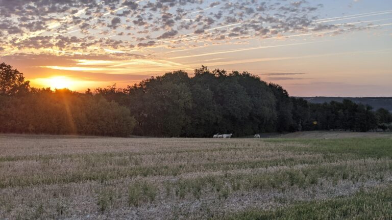 Agneaux du Domaine de Saint-Géry dans un pré au petit matin