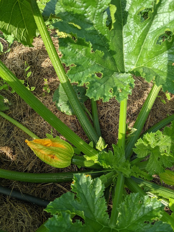 Courgettes et légumes du potager du Domaine de Saint-Géry